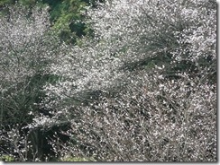 真綿のような冬桜