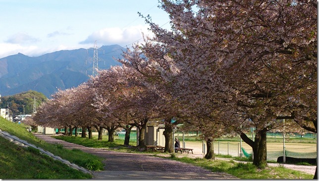 桜並木の遊歩道